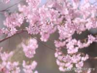 丹阳市阿平电子商务有限公司