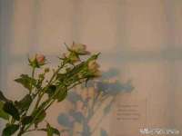 丹阳市阿平电子商务有限公司