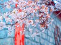 丹阳市阿平电子商务有限公司