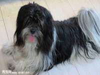 丹阳市阿平电子商务有限公司