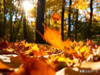 丹阳市阿平电子商务有限公司