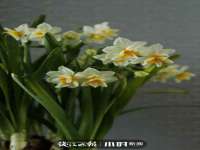 丹阳市阿平电子商务有限公司