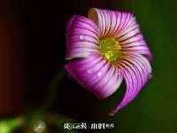 丹阳市阿平电子商务有限公司