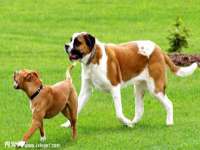 丹阳市阿平电子商务有限公司